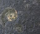 Dactylioceras Ammonite Cluster - Posidonia Shale #23167-2